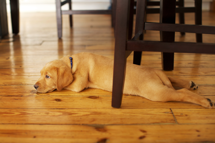 Adorable Labrador Puppy Lying in a Funny Position under a Table