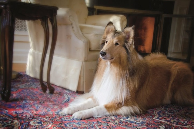 rough-collie-in-a-hygge-rug-home